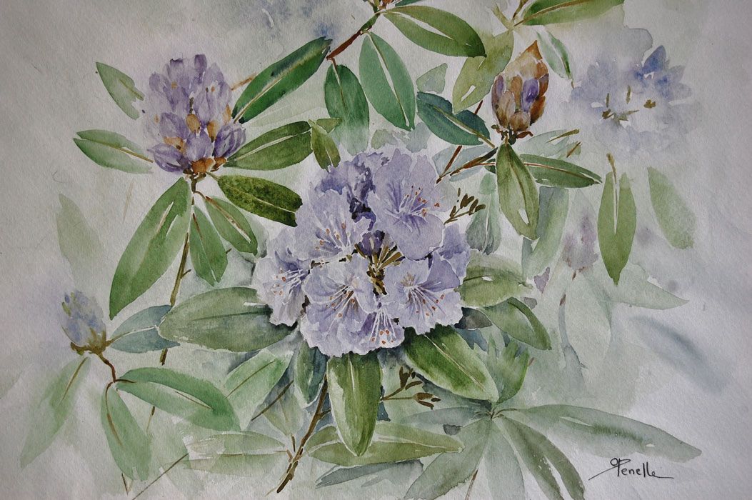 Odile Penelle Rhododendron Aquarelle